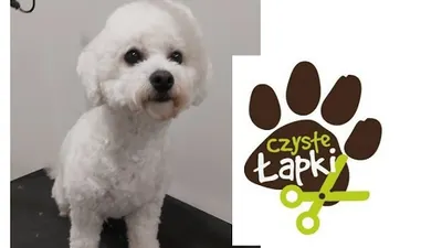 Czyste Łapki - salon strzyżenia i pielęgnacji zwierząt, fryzjer dla psów,